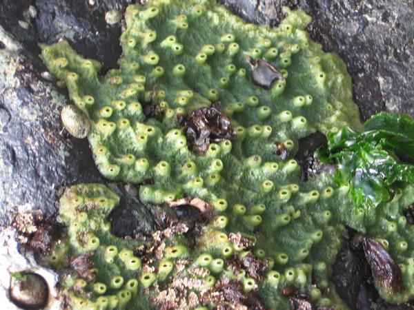 Friday Harbor - Cattle Point, rocky intertidal