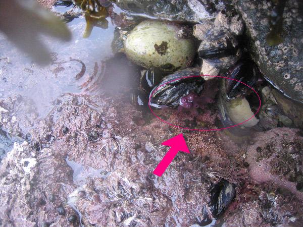 Tongue Point - near Salt Creek, outer coast, rocky intertidal