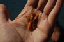 foxisland07