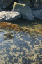 foxisland15