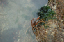 foxisland27
