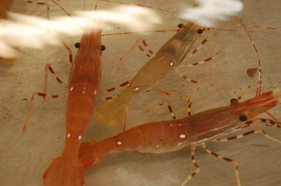 fhl24