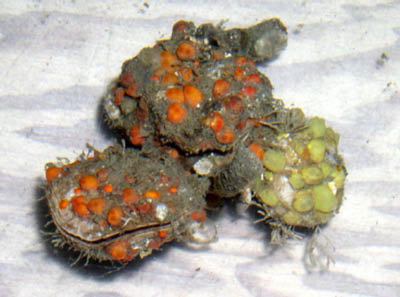 fhl52_holly