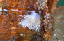 fhl43_holly
