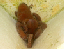 fhl45_holly