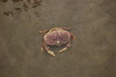 willapa02