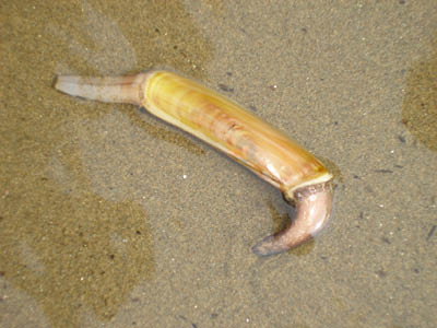 willapa30_lindsay