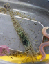 willapa25_holly
