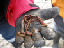 willapa29_lindsay