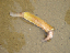 willapa30_lindsay