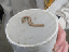 willapa31_lindsay