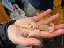 willapa34_lindsay
