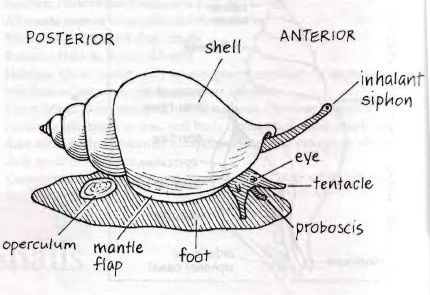 Snail body features