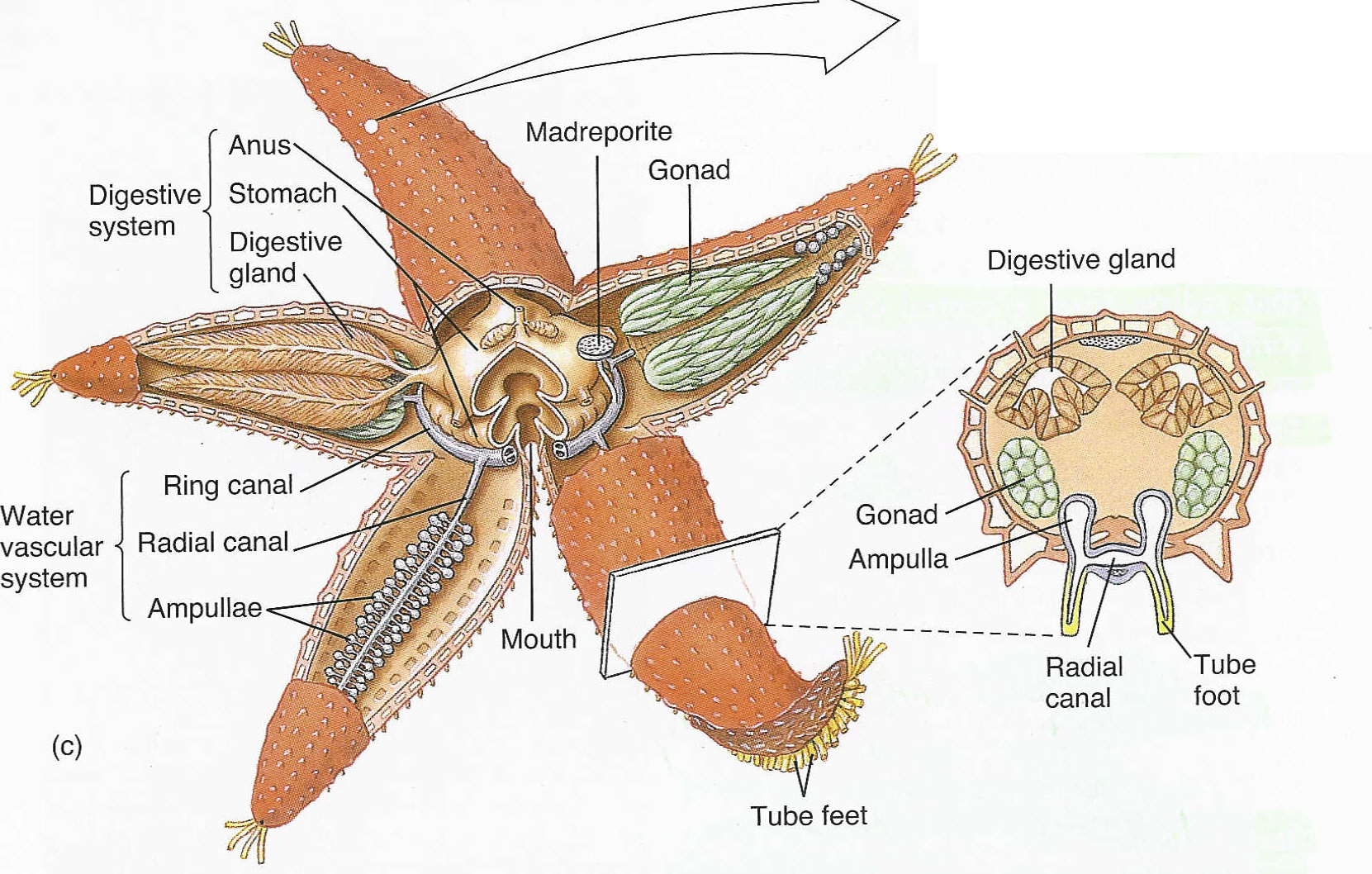 echinoderms diagram