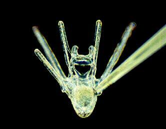 larval echinoderm