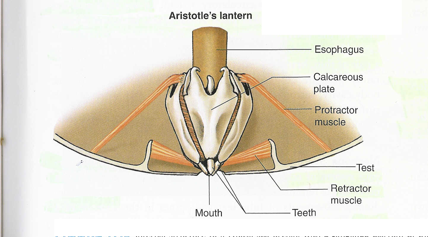 download bsava manual