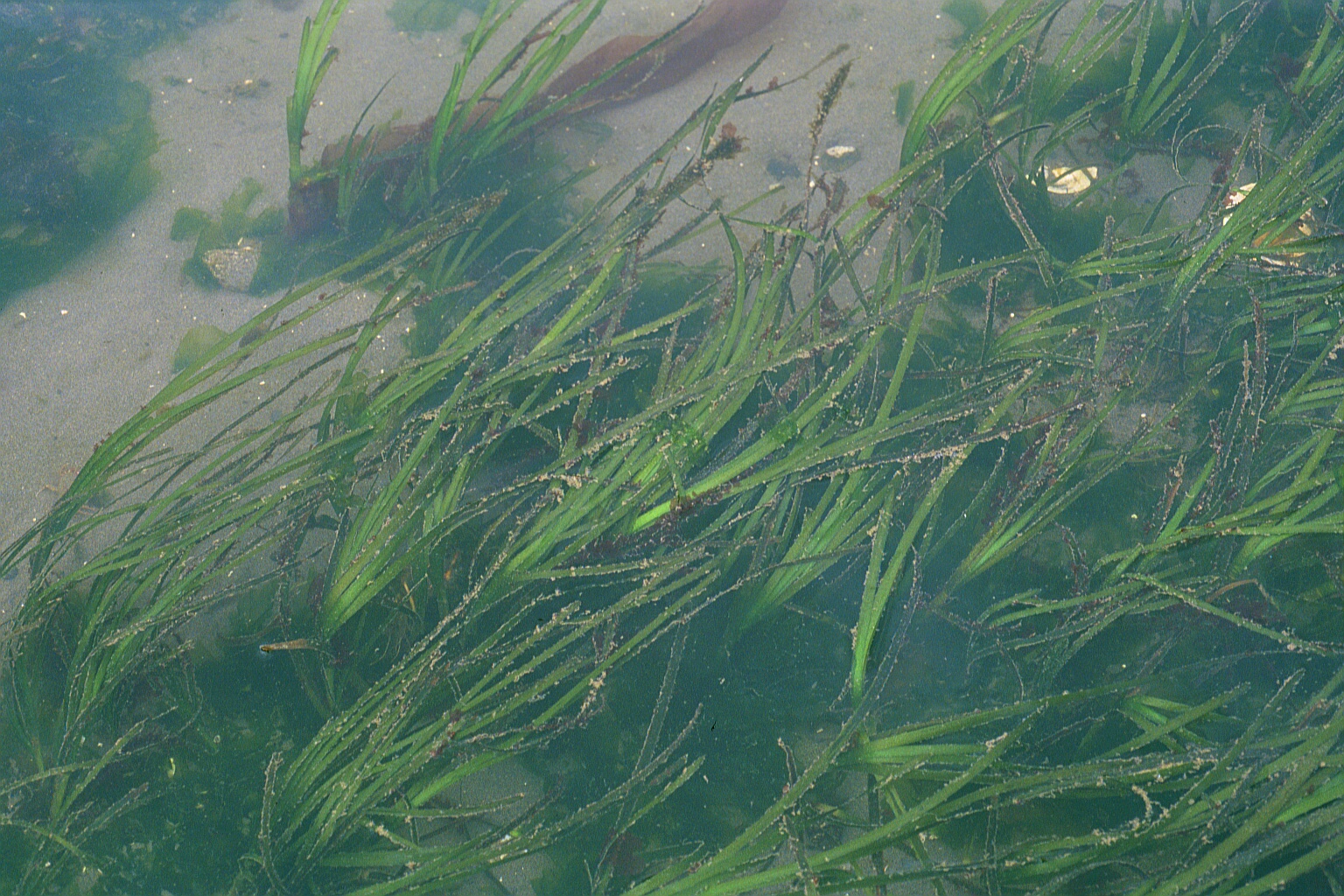 eel grass