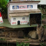 Ferral Cat Town in Bamfield Ferral Cat Town in Bamfield