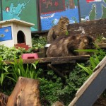 Ferral Cats in their homes in Bamfield Ferral Cats in their homes in Bamfield