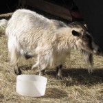 goat Not on a roof