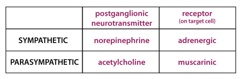 table of postganglionic autonomic neurotransmitters