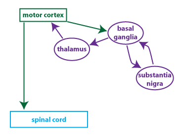 simple basal ganglia circuit