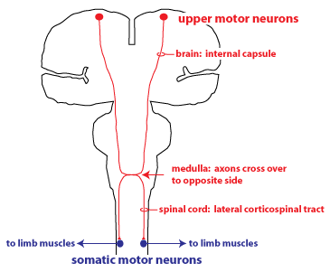 schematic of
        corticospinal tract