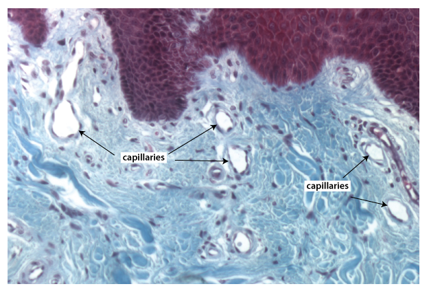 capillaries