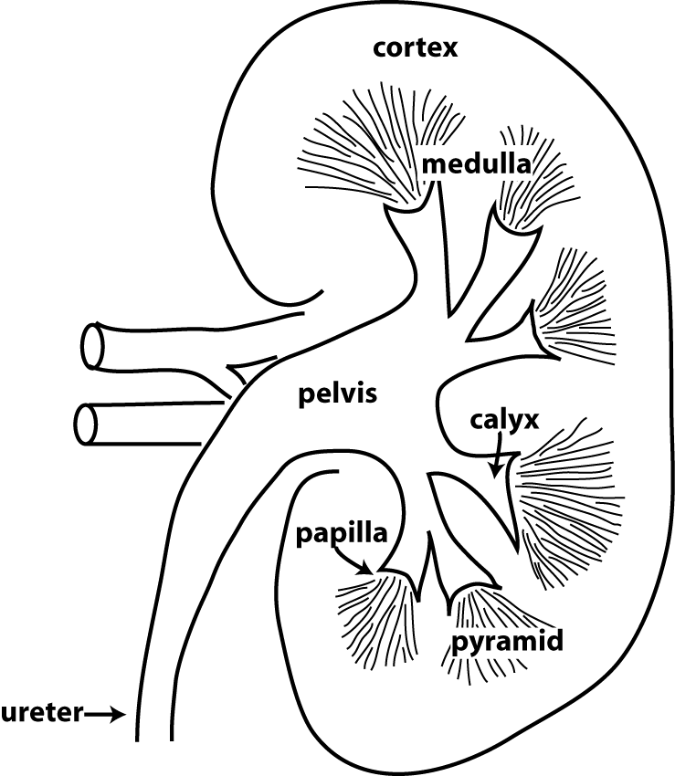 gross anatomy of the kidney