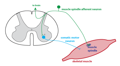 brain and spinal cord reflexes
