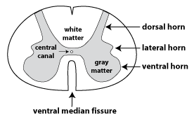gray horns of spinal cord