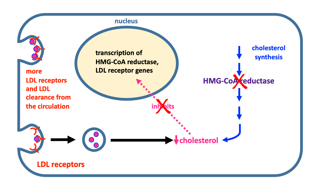 statin
        effect in hepatocyte