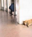 Packs of dogs often sleep outside Metro doorways. They rove for scraps, sometimes fed by the elderly buskers selling goods outside the stations.