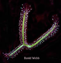 Drosera, an insectivorous plant, leaves with prey-capturing glandular trichomes