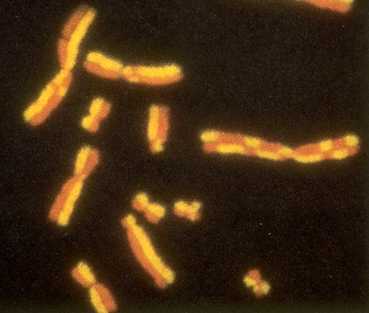 metaphase chromosomes showing recombination (crossing over)