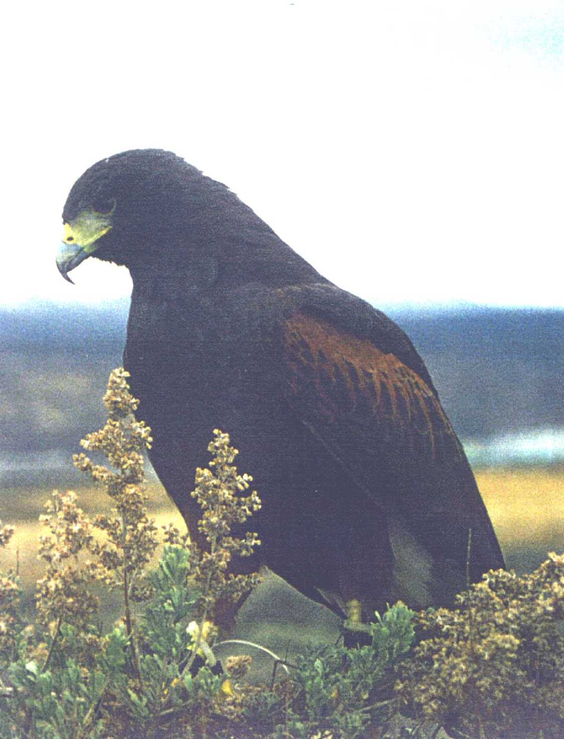 Harris' hawk (Parabuteo 
unicinctus)