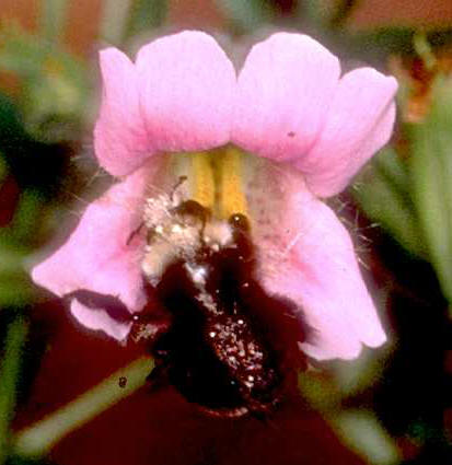 Mimulus lewisii (monkeyflower) and 
bumblebee pollinator