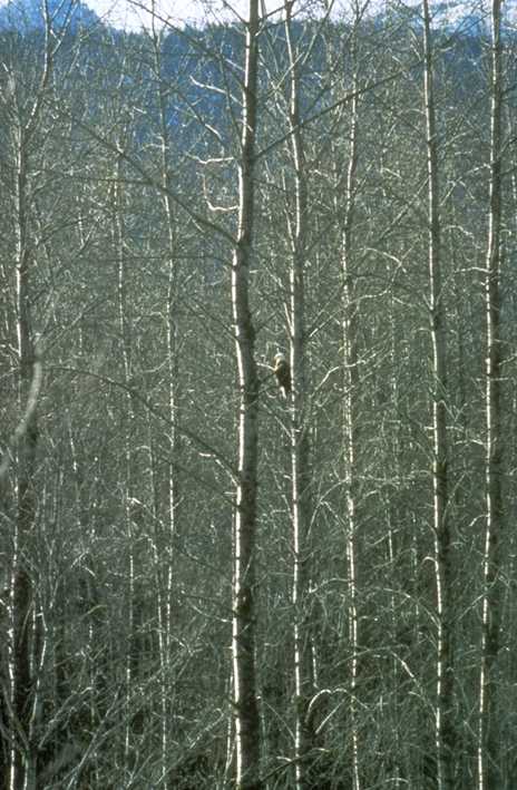 Black cottonwood and bald eagle