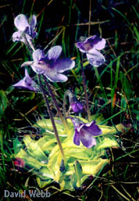 Pinguicula vulgaris, an insectivorous plant, whole plant. 