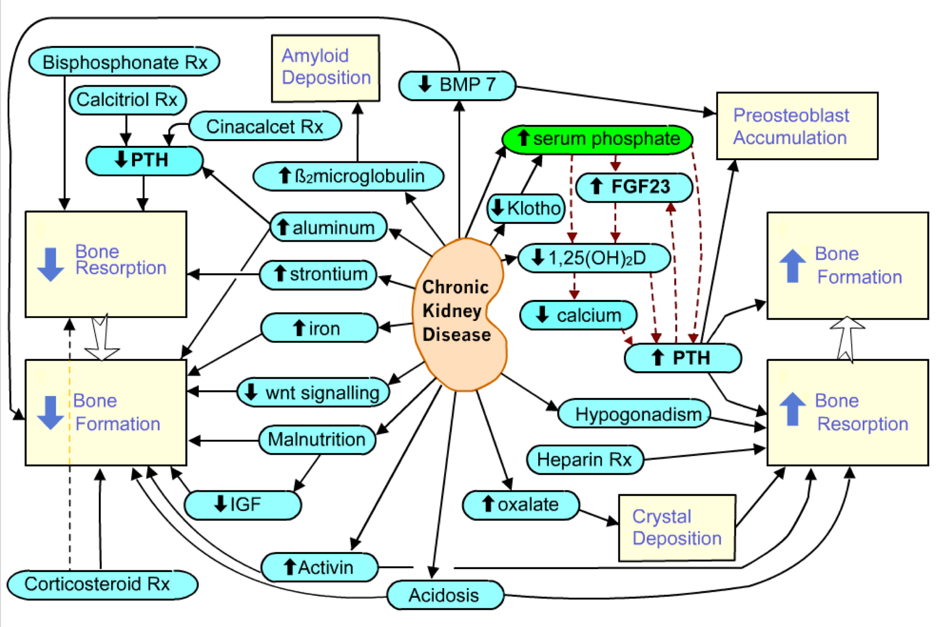 renal osteodystrophy pathogenesis