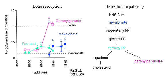 Mevalonate pathway