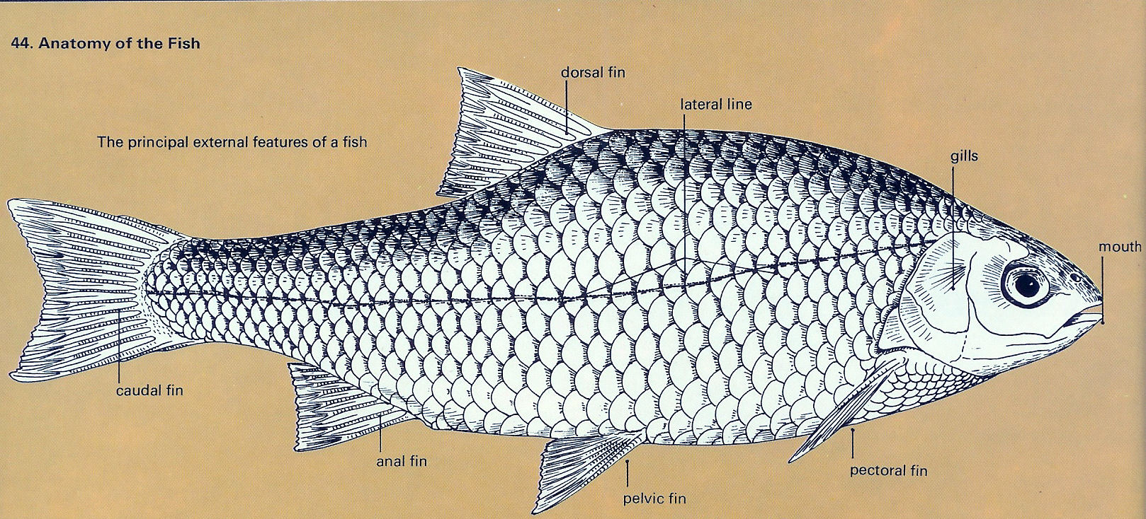 Звук рыбы. Fish Anatomy. Боковые плавники рыбы. Рыбы анатомия наглядно. Глаз рыбы анатомия Графика.