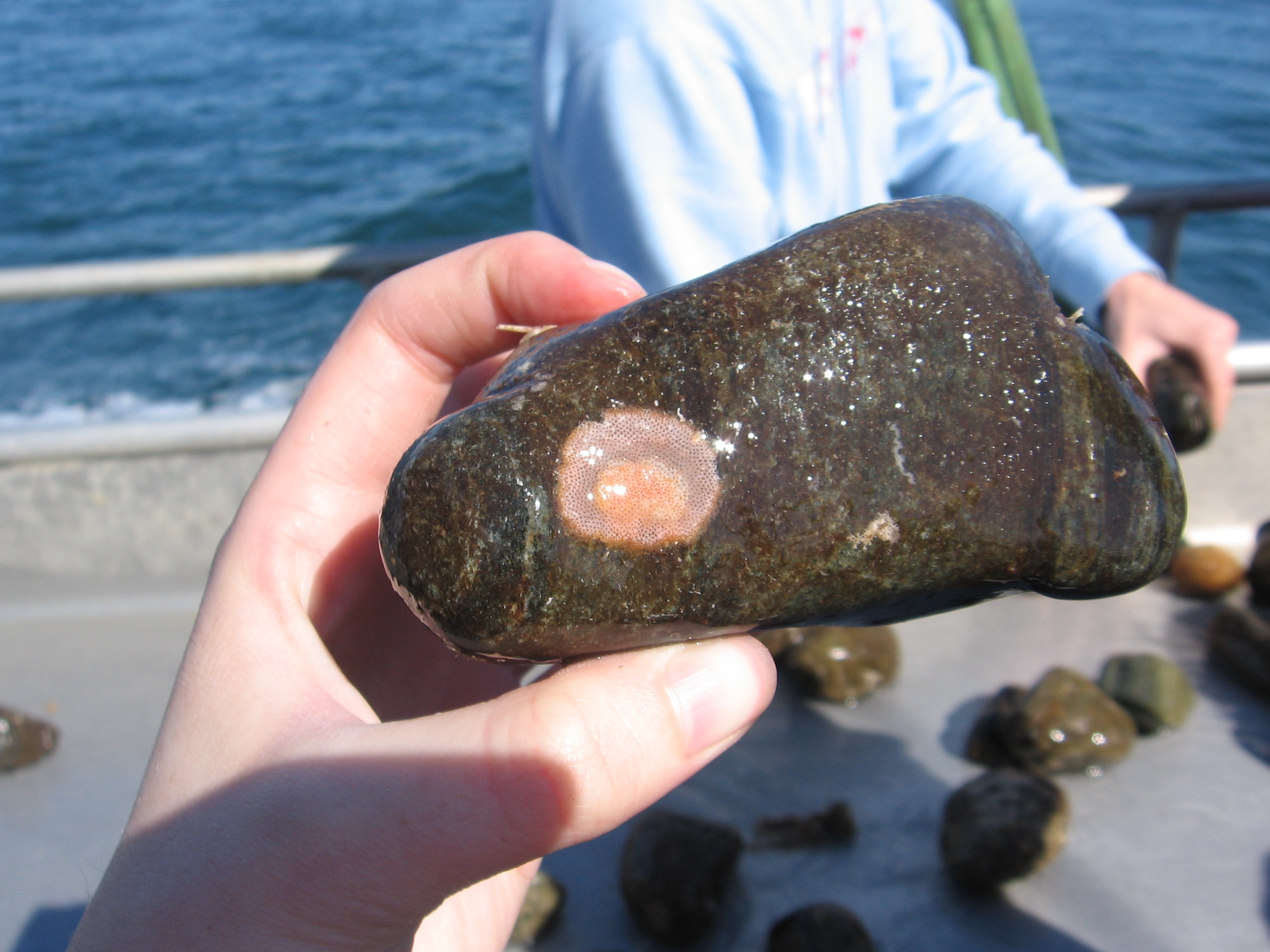 Friday Harbor - Trip on the Centenial Boat, rocky bottom troll- UW FHL