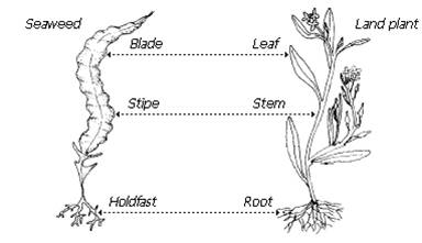 Seaweed Diagram