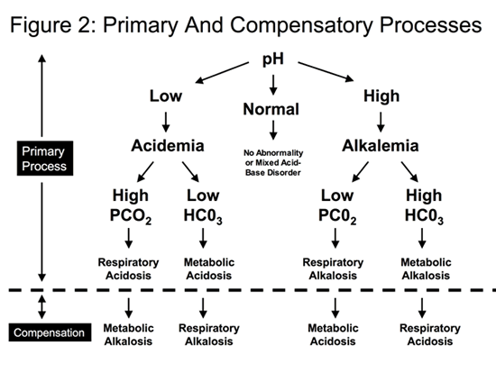 primary & compenstory processes