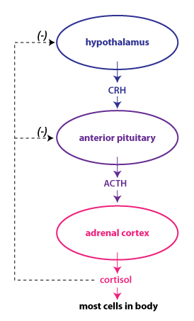 cortisol sequence