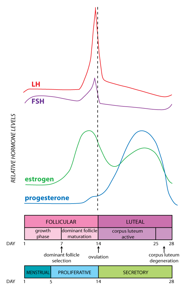 hormone graph
